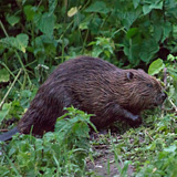 Beavers of Leuven